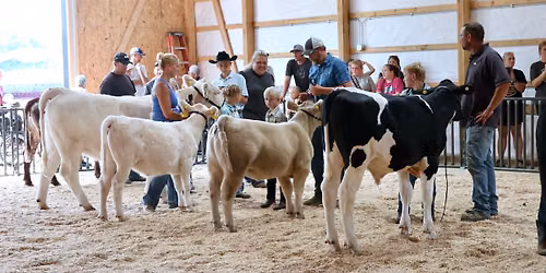 Nicollet County 4-H Beef Show