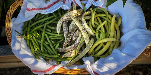 Dig-In Gardening Workshop: Beans & Other Vertical Veggies