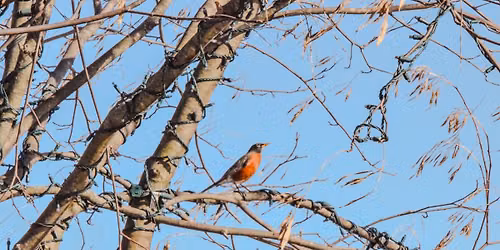 Bird Walks
