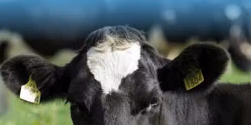 IGA DAIRY CONFERENCE AND SOCIAL NIGHT 2026