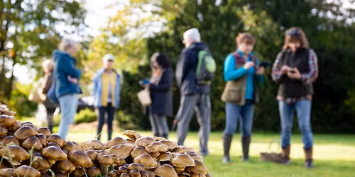 Mushroom and plant foraging in the New Forest