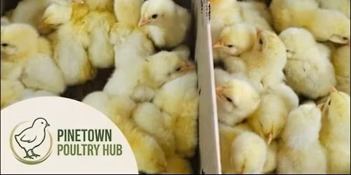pinetown poultry Hub info 