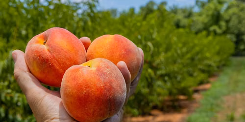 Atlanta Day Tour to Henry County: Farm Visit, Speedway & Outlet Shopping
