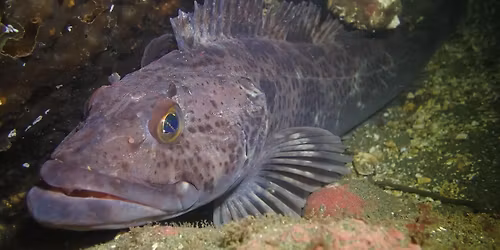 Club Dive #2! - Edmonds Underwater Park