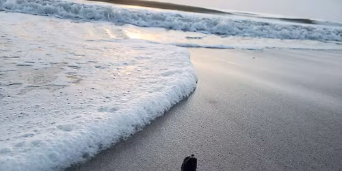 Sea Turtles of the Seashore (Apollo District) 