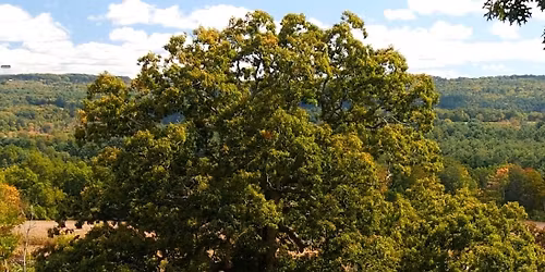 Simsbury Land Trust Tree Dedication