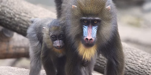 Zoo Babies and Animal Behavior