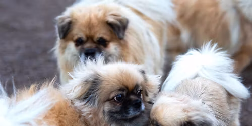 Tapiola koirapuistotapaaminen