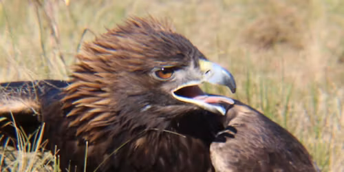 Eagles Soaring for Freedom: A Salute to Veterans