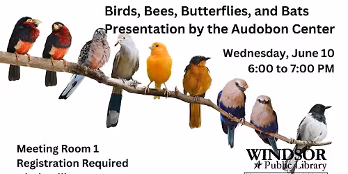 Birds, Bees, Butterflies, and Bats
