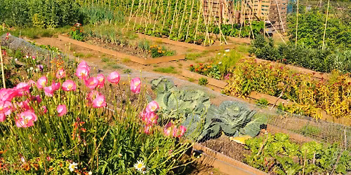 A history of our local allotments