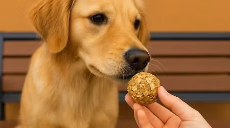 Protein Ball - Treat Day