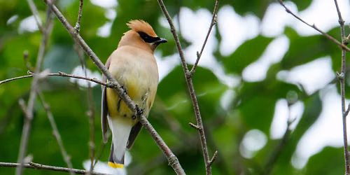 Fall Bird Walk- Saturday, September 19