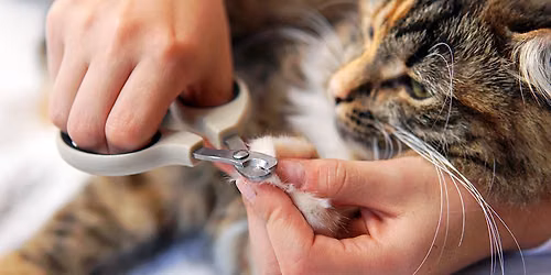 A1 Pet Edmond-$10 Pet Nail Trims by Pawdicure