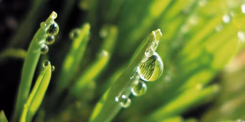 Wiosenne Spotkania Pediatryczne 2026