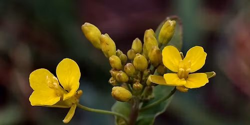 \u201cDigging Deep\u201d Herb Series: St. John's Wort