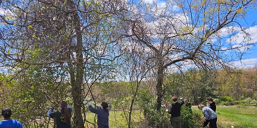 Latodami Volunteer: Habitat Restoration