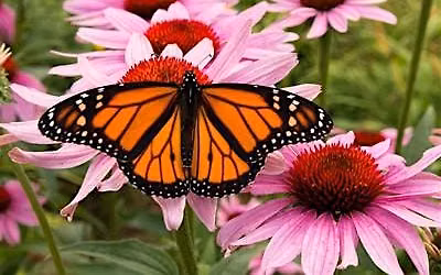Great Southeast Pollinator Census Count