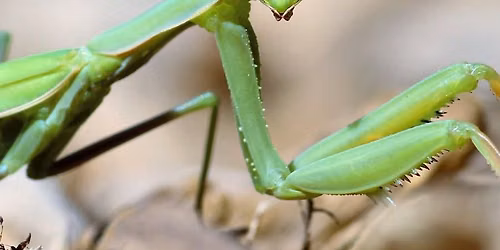 Adult Bug Hunting & Happy Hour