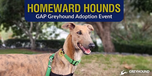 Homeward Hounds Brisbane GAP Greyhound Adoption Event