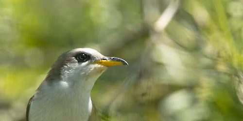 Birding Spring Migration: John C. Campbell Folk School