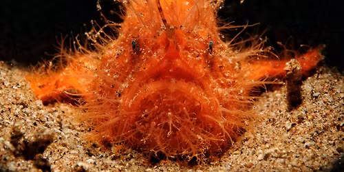 Dive Dauin Photo Festival
