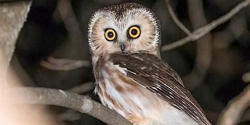 Observe Saw-whet Owl Banding