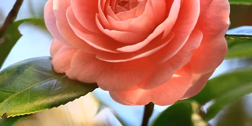 LOCARNO, PERLA SVIZZERA DEL LAGO MAGGIORE, CON IL PARCO DELLE CAMELIE E LA FABBRICA DEL CIOCCOLATO