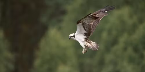 Osprey & Heathland Bird Guided Walk at RSPB Arne