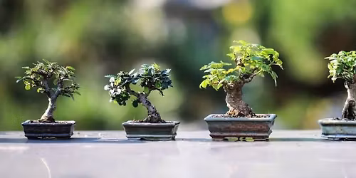 SBS Bonsai meeting