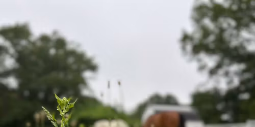 Queer Herd Nature Immersion
