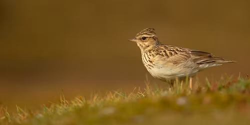 Spring Birds at Budby: Guided Walk
