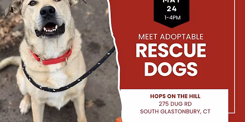 Adopt a Rescue Dog in S. Glastonbury CT