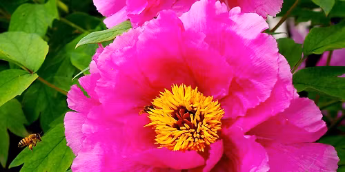 Pink peonies - Watercolour workshop - Colchester 10am-1pm