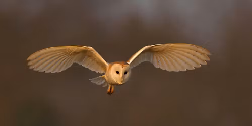 Owls and Owl Pellets at Lorton Meadows