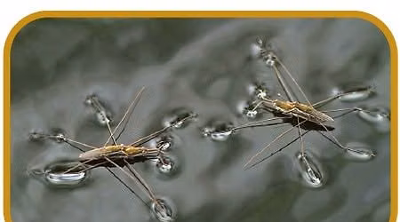 Junior Naturalist Series: What\u2019s in Our Water? (Water Bug Adventure) \ud83d\udca7\ud83d\udd75\ufe0f\u200d\u2642\ufe0f