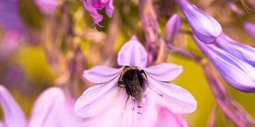 Vancouver Pollinator Festival Pop-Up Play
