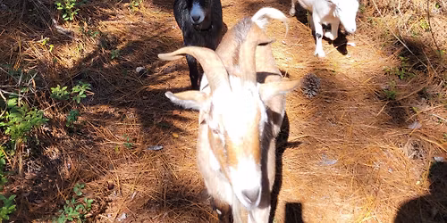 11\/22 Guided Nature Walk with Goat Herd at Jaybird Hammock Farm