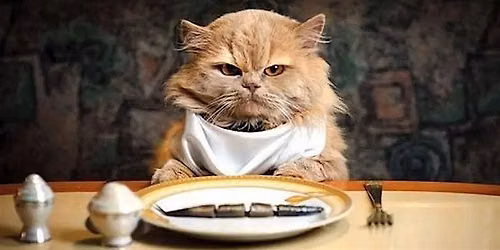 10 Annual Kitten Ka Noodle