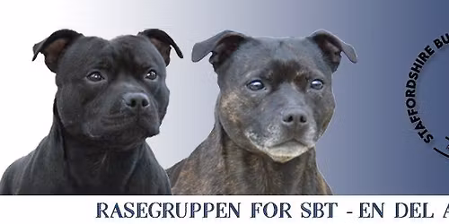Rasespesial Oslo Dog Show 16.11.25
