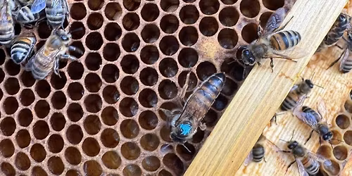 Beeswax Gift-Making Workshop