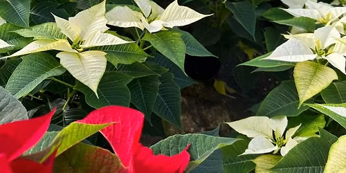 Christmas Open House 