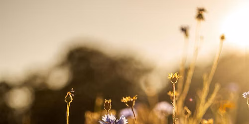 Wild Flowers Symphony - Sound Journey