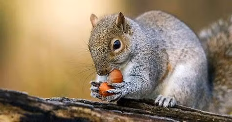 Toddler Trek: Squirrel Search