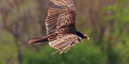 Scavengers of the Sky