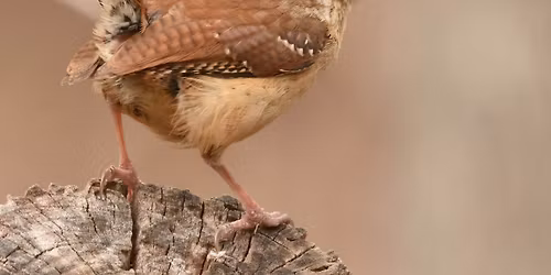 Bird Walk with Chuck Root and Emily Dodge