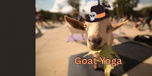 Costumed Goat Yoga at Pigeon Hill Brewing