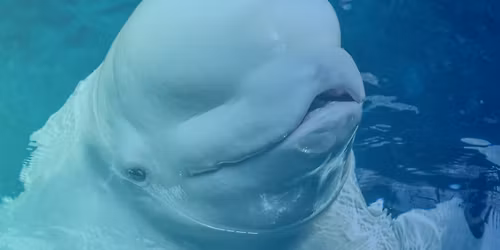 Celebrate 50 Years of Truman Scholars at the Georgia Aquarium!