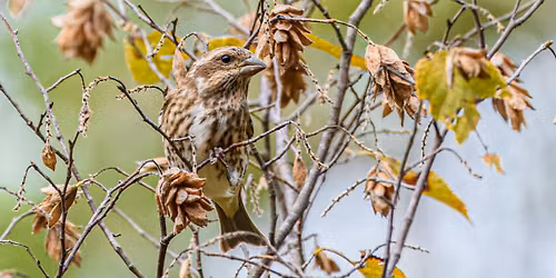 Fall Migration Bird Outing