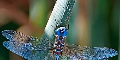 Dragonfly Grief Support Group for Adults